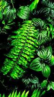 Tropical green leaf in dark tone photo