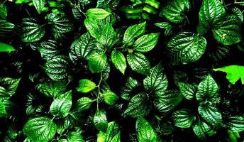 Tropical green leaf background photo