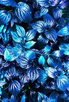 Tropical blue leaf photo