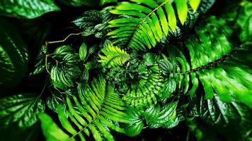 Tropical green leaf background photo