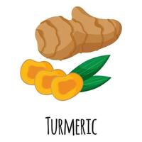 Turmeric superfood root for template farmer market, label, packing. vector