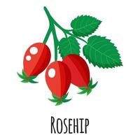 Rosehip superfood fruit for template farmer market, label, packing. vector