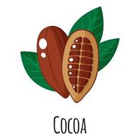 Cocoa superfood fruit for template farmer market, label, packing. vector