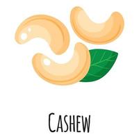 Cashew superfood nut for template farmer market, label, packing. vector