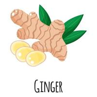 Ginger superfood root for template farmer market, label, packing. vector