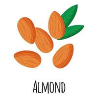 Tuerca de superalimento de almendra para el mercado de agricultores de plantilla, etiqueta, embalaje. vector