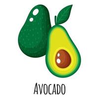 Avocado superfood fruit for template farmer market, label, packing. vector