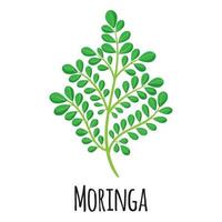Moringa superfood plant for template farmer market, label, packing. vector
