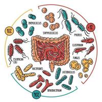 infografías vectoriales de la microbiota intestinal humana. vector