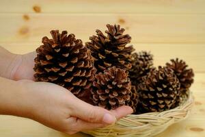 Hand holding dry pine cones the background is a wooden wall photo