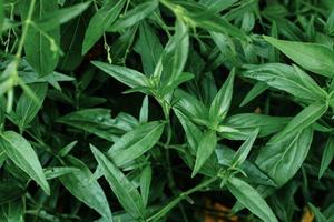kariyat o andrographis paniculata hierbas medicinales tailandesas foto