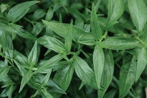 Kariyat or Andrographis paniculata Thai herbal medicine herbs photo