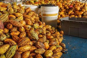 mazorcas de cacao mazorcas de cacao granja de chocolate orgánico en la fábrica foto