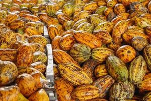 Cacao pods cocoa pods organic chocolate farm in the factory photo