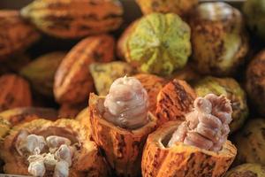 Raw cocoa pods and cocoa beans photo