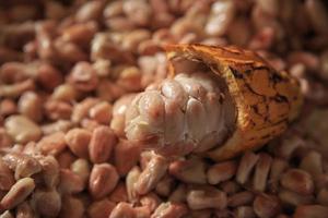 Raw cocoa pods and cocoa beans photo