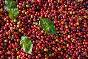 Cerca de granos de café crudo rojo fresco foto