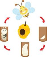 ilustración ciclo de vida abeja vector