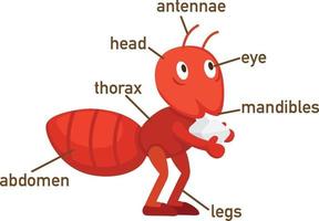 parte de vocabulario de hormiga de body.vector vector