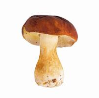 Fresh porcini mushroom with brown cap photo