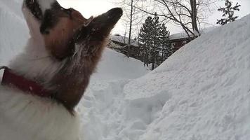 A dog plays in the snow at a ski resort.