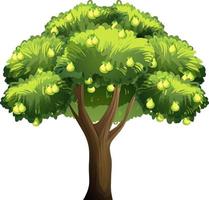 Árbol frutal de pera aislado sobre fondo blanco. vector