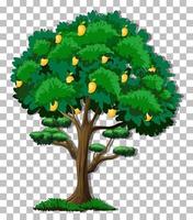 árbol de mango aislado vector