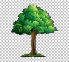 A tree isolated vector