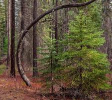 Arched Ponderosa Pine tree by Canyon Creek near Camp Sherman OR photo