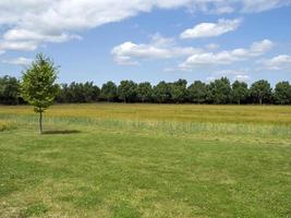 Ver más de un campo a una hilera de árboles verdes y un cielo de verano foto