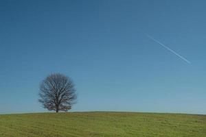 Beautiful view of a high tree in the green field against a blue sky photo