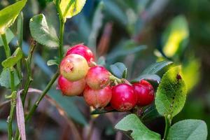 Detail shot of ripe red cranberries on the bush photo