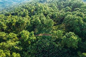 montañas y bosques verdes de verano foto