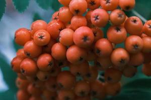 bunch of rowan red berries macro on a tree branch in the autumn garden photo
