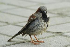 adorable small brown with red male house sparrow standing and looking photo