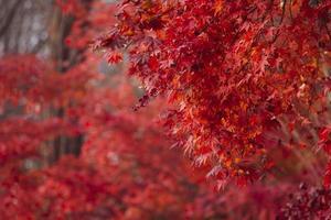 hermosas hojas de arce en otoño, hermoso fondo de licencia de otoño