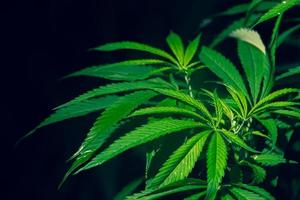 close-up marijuana leaves, cannabis on a dark background photo