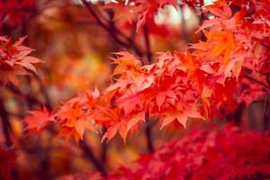 Beautiful red maple leaves in autumn
