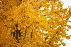 hojas de ginkgo amarillas que brillan en otoño foto