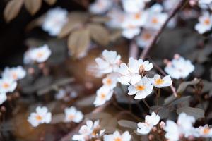 flores de fondo vintage, hermosa rosa blanca en natural foto