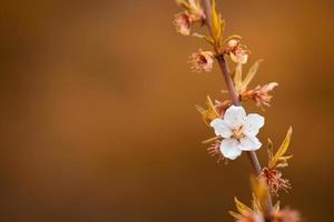 Beautiful flowers on the backdrop of the autumn photo