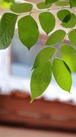 Close up beautiful view of nature green leaves on blurred greenery photo