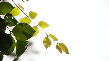Close up beautiful view of nature green leaves on blurred greenery photo