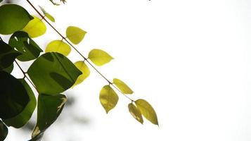 Close up beautiful view of nature green leaves on blurred greenery photo