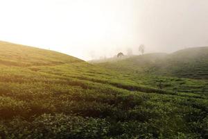 tea garden in the morning fresh, exposed to sunlight photo