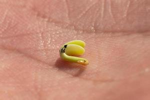 pequeño germen de marihuana nacido de primer plano de grano. foto