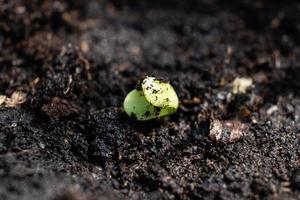 Sprouting a cannabis plant, a sprout of marijuana crawls out of the ground. photo