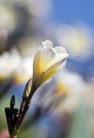 Frangipani flowers in the garden photo