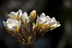 Frangipani flowers in the garden photo