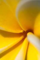 Frangipani flowers in the garden photo